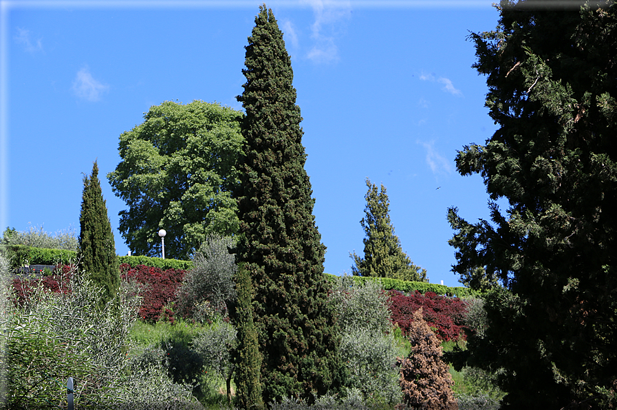 foto Colli degli Ezzelini